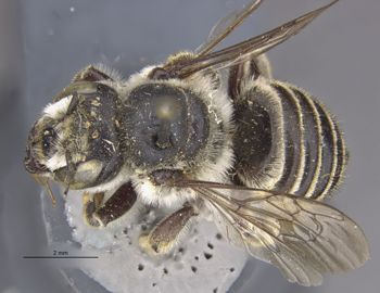 Media type: image;   Entomology 15707 Aspect: habitus dorsal view